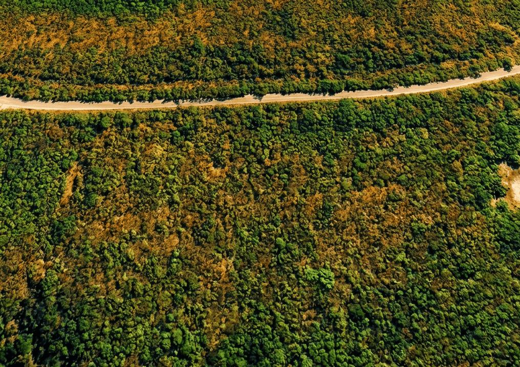 Vista aérea de la vegetación en Paraíso Mahahual, Costa Maya
